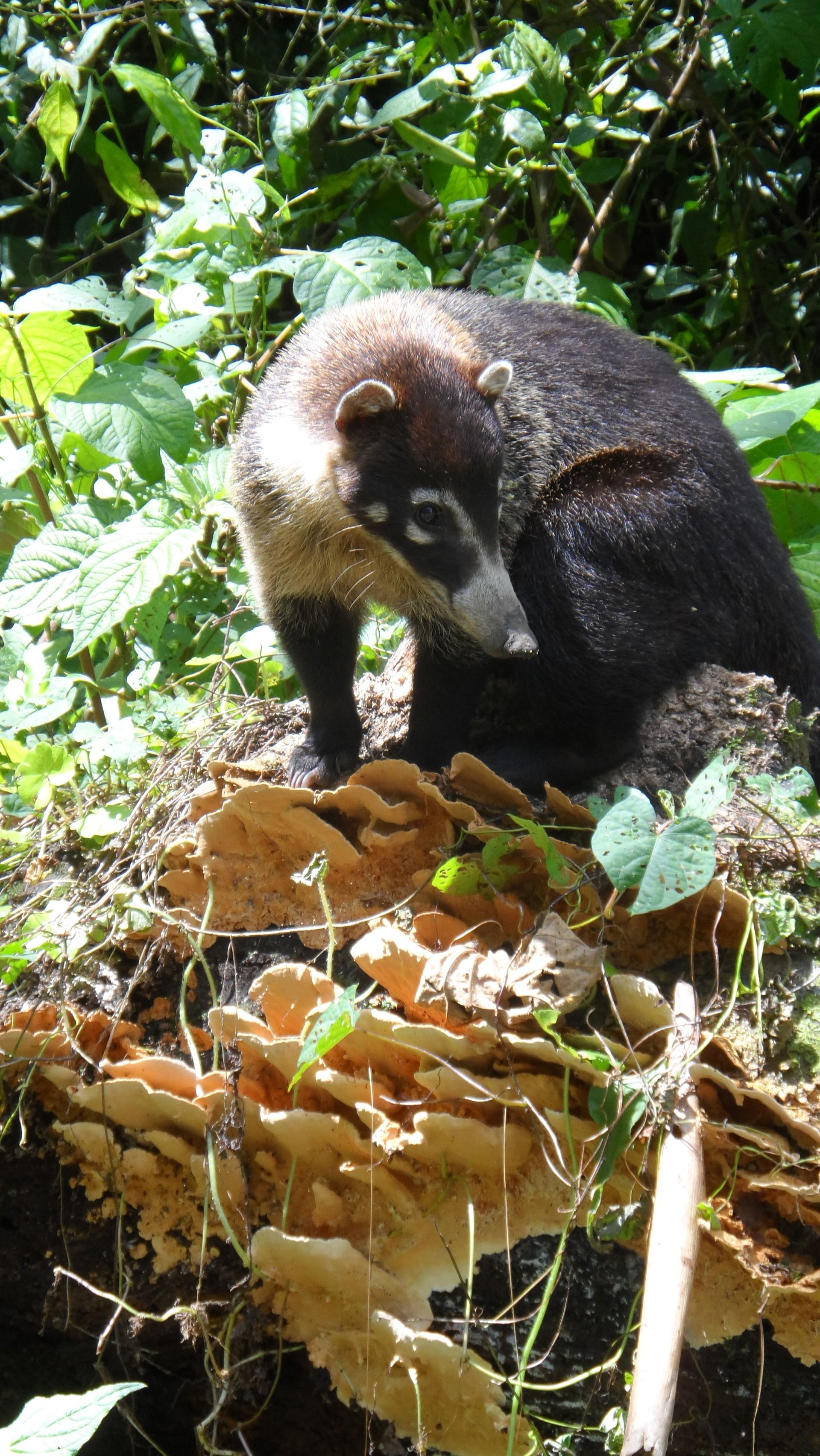 Costa Rica -                                   The Fortune of La Fortuna