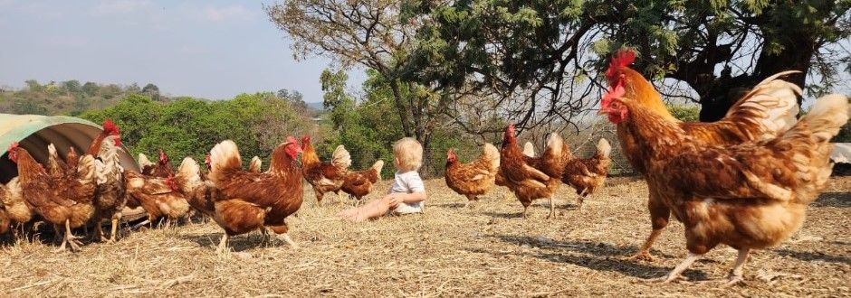 Orange Pasture Raised Chicken Farm