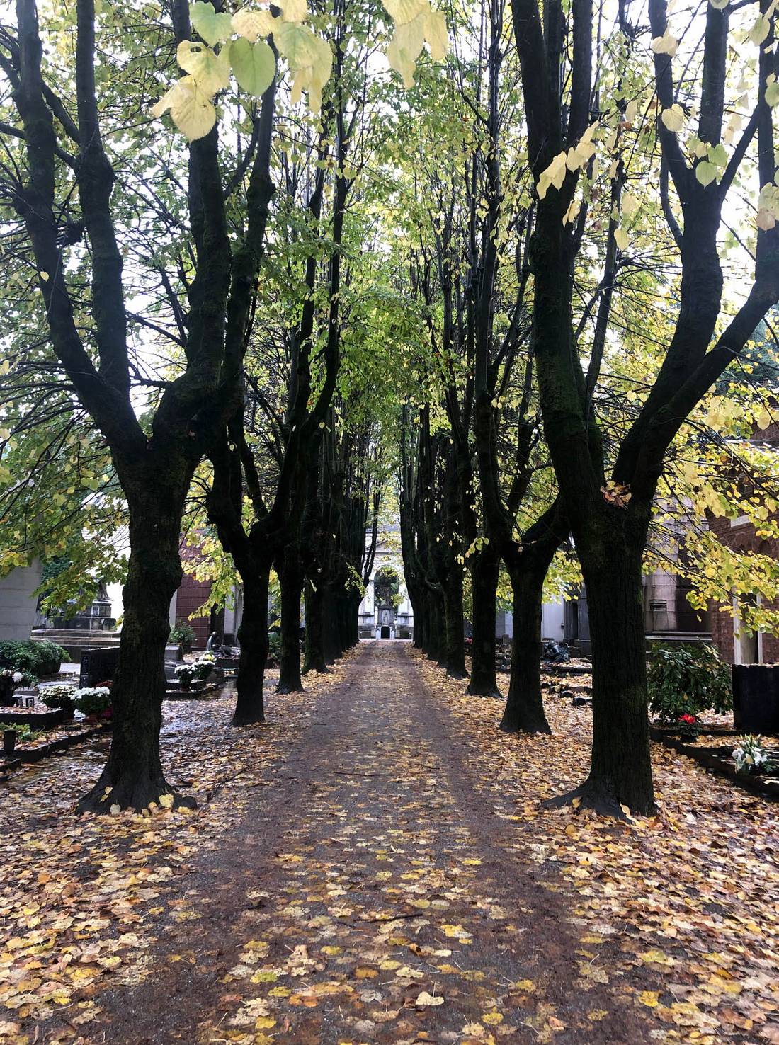 Tree-lined avenue