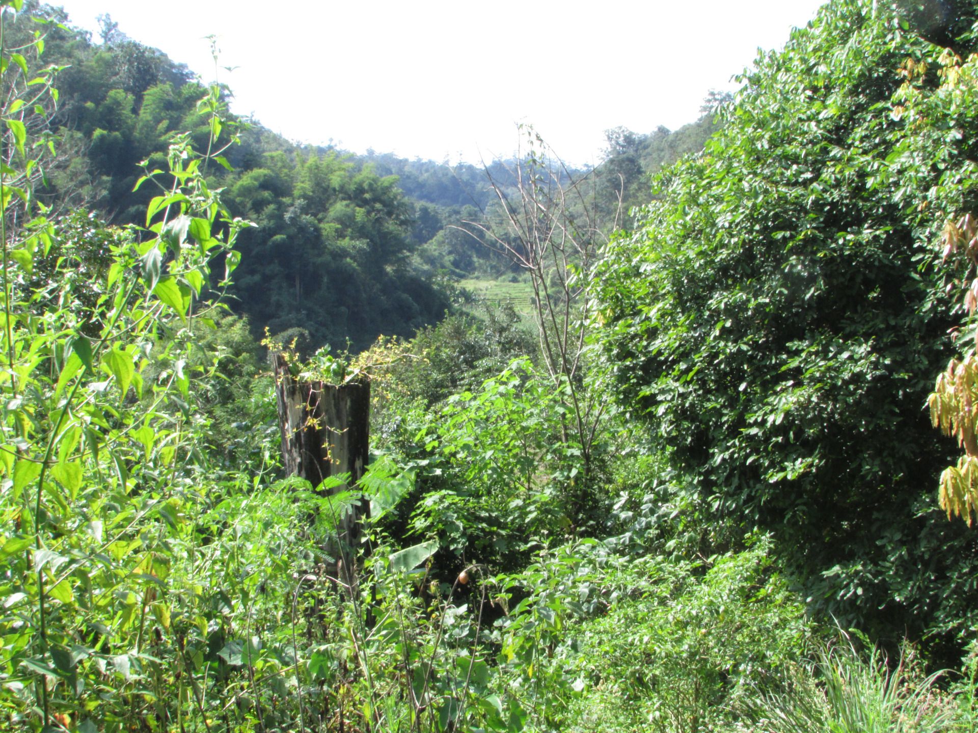 Chiang Dao's Leprosis Afflicted Settlement: A Glimpse into 19th Century History
