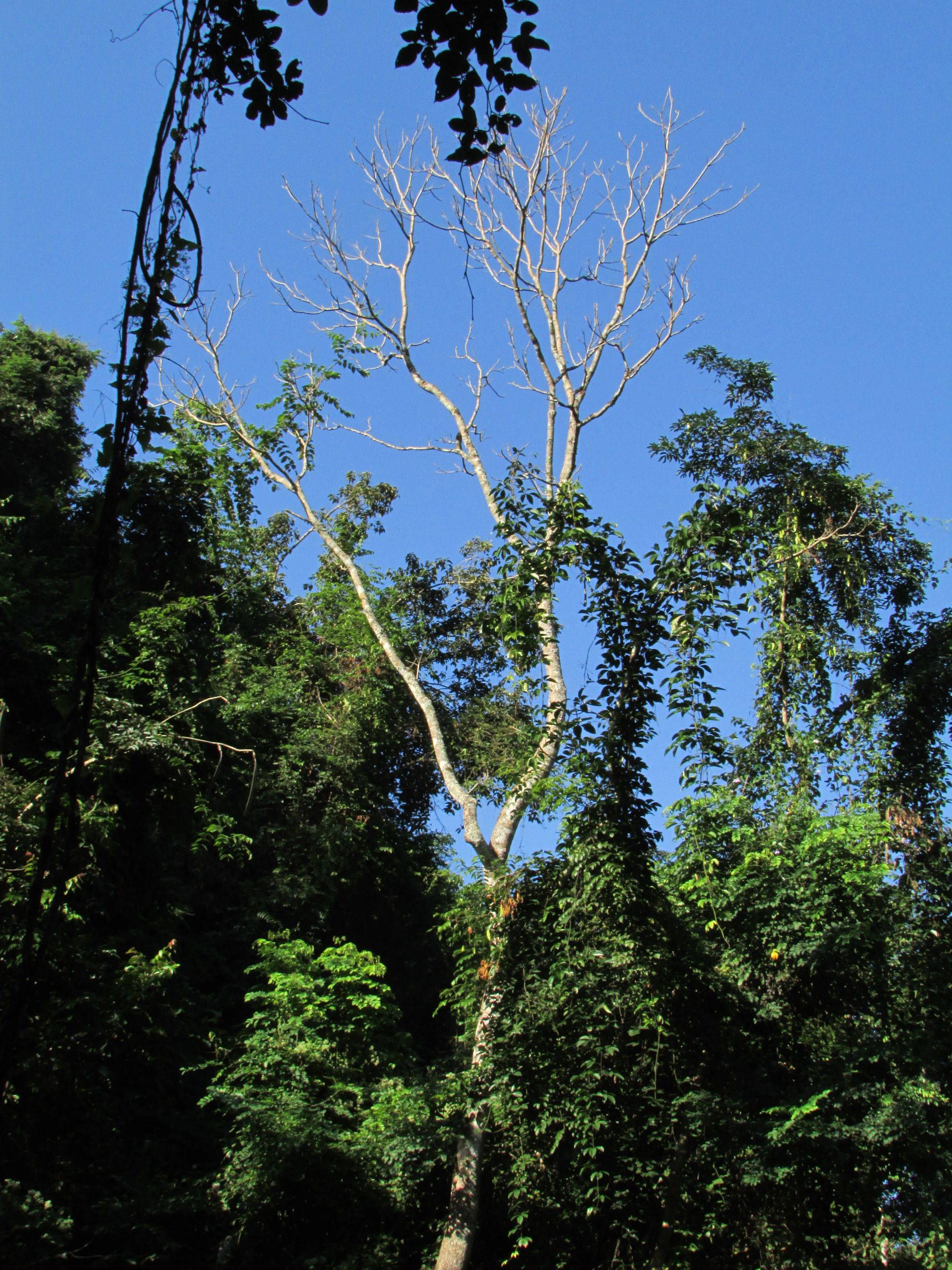 The Lisu People: Navigating Traditions, Diversity, and Identity