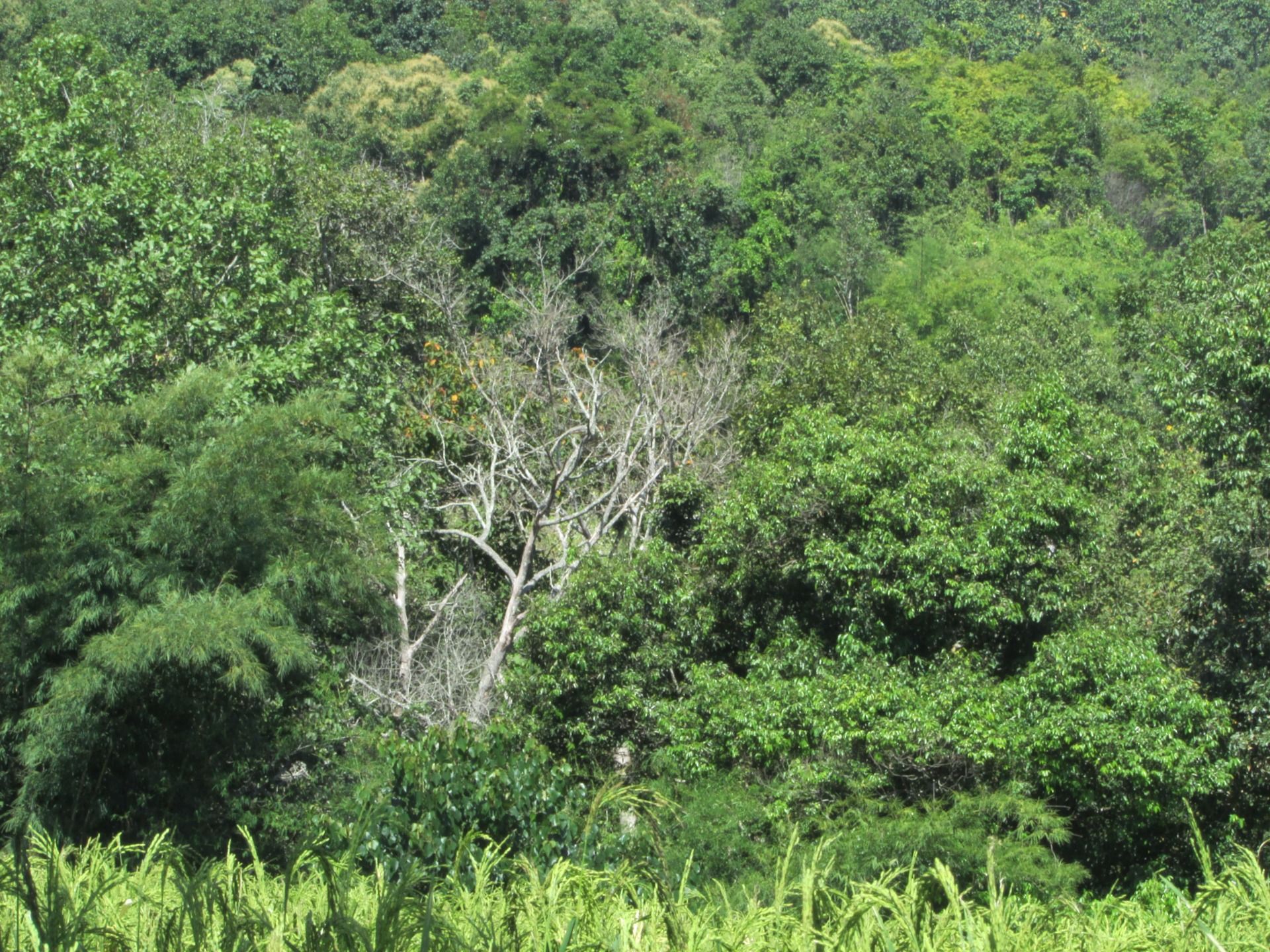 Ten Cultural and Historical activities to Consider when in Thailand