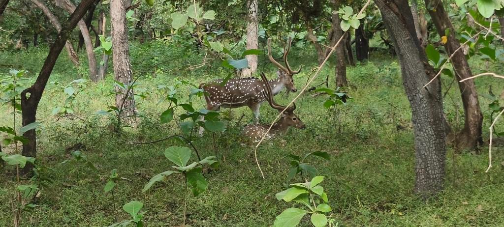 The Pride of Gir - Sasan Gir forest 

