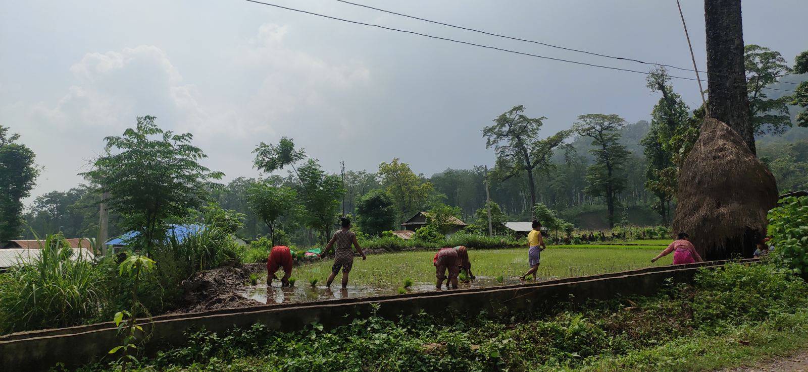 Local farmers planting paddy in the farms. Usually, after the maize production are completed, the farmers go for the paddy cultivation.
