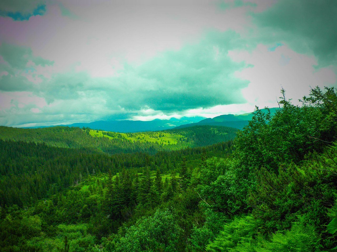 The pristine beauty of mountain forests