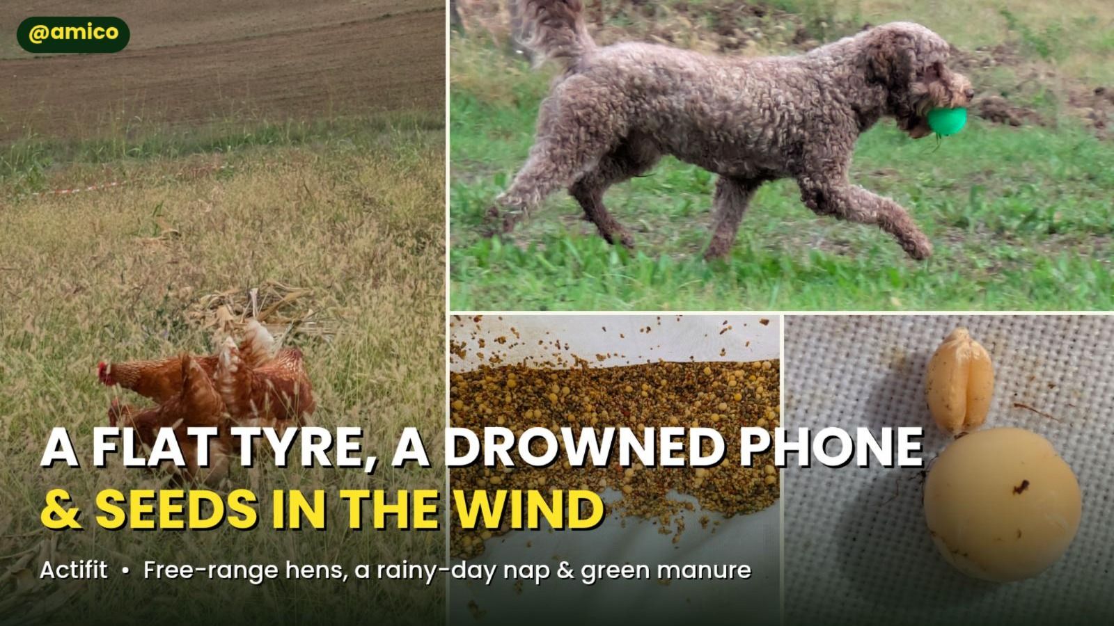 🛞🐔📱🌱 A Flat Tyre, a Drowned Phone & Seeds in the Wind