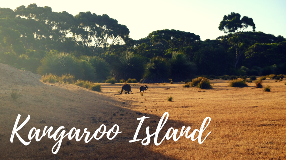 An island full of kangaroos, dolphins and seals ? It's Kangaroo Island !