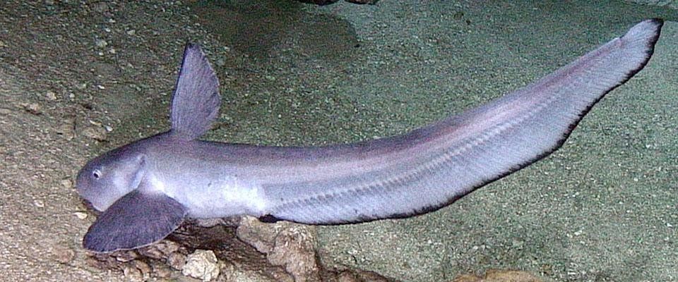 Jellynose fish