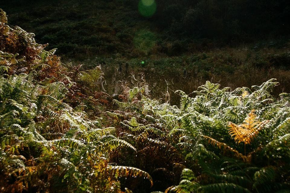 Dewy Morning exploring Ancient Woodlands in Scotland