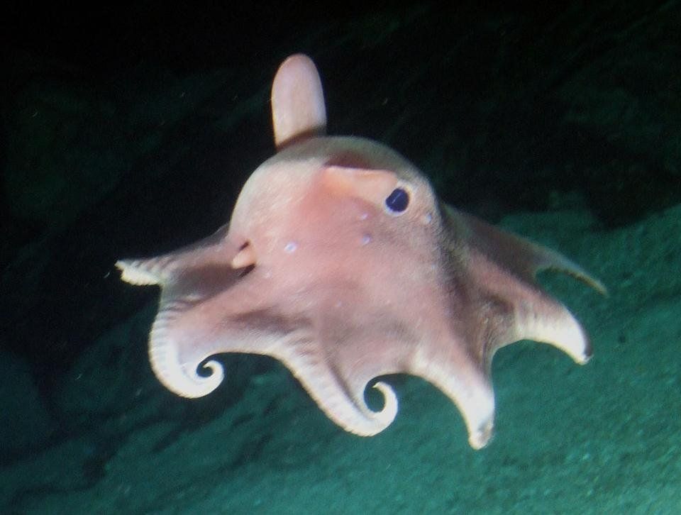 Dumbo Octopus swimming