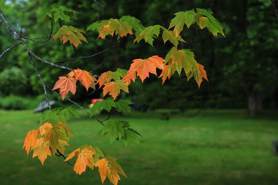 Tree Tuesday