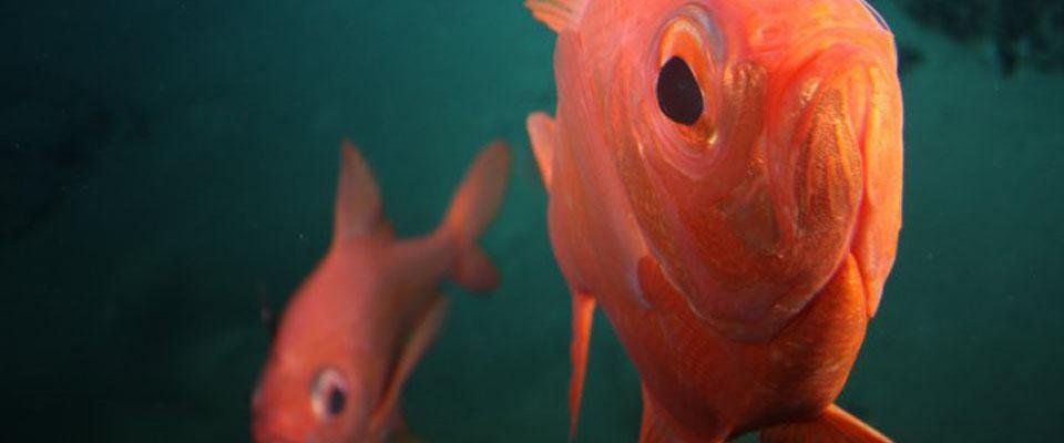 Soldierfish
