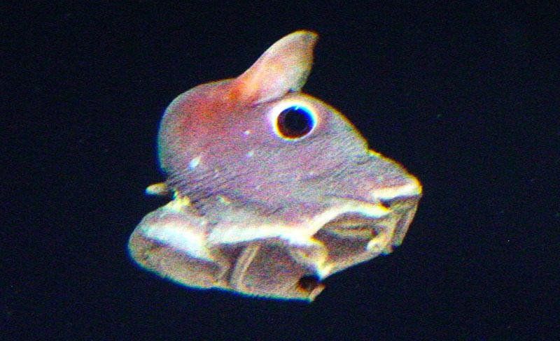 More Mind-blowing Photos of Deep-Sea Creatures!
