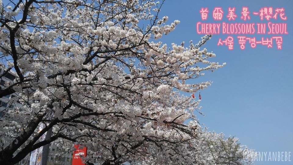 首爾美景-櫻花/Cherry Blossoms in Seoul ulog#022