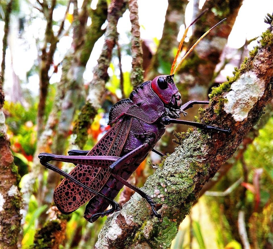 My 1st entry for Amazing Nature Contest by @adalger