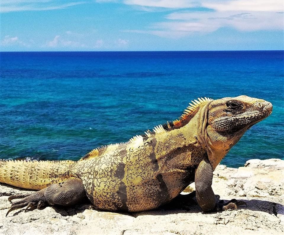 Amazing Nature Contest: my ultimate iguana photo collection 