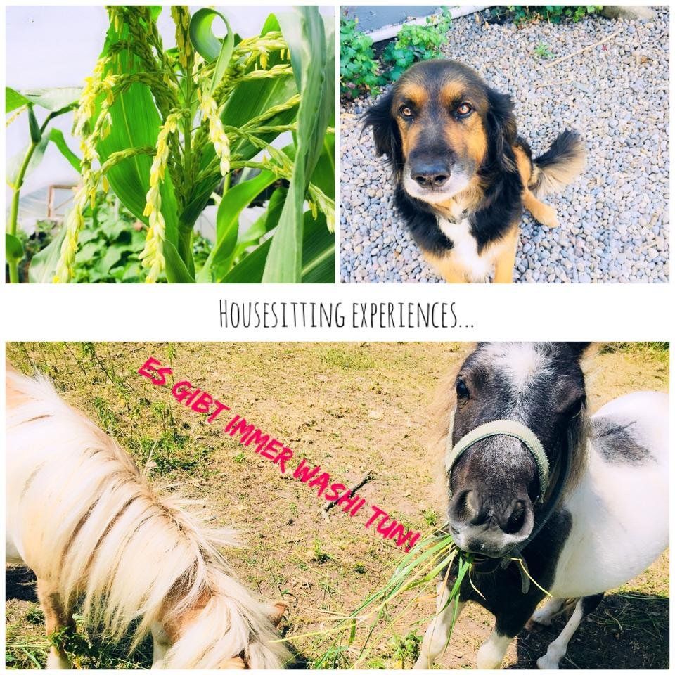 Housesitting Time (DE/ ENG)