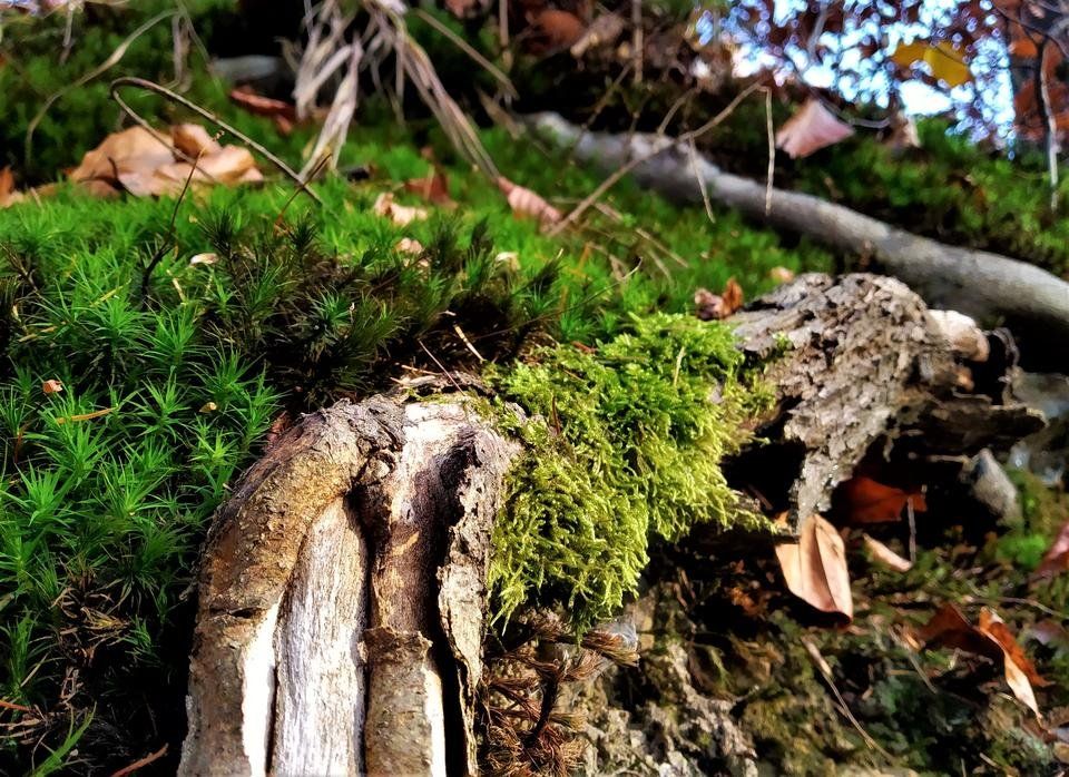 Macro Photography: Fairy Tales of Moss and Fern
