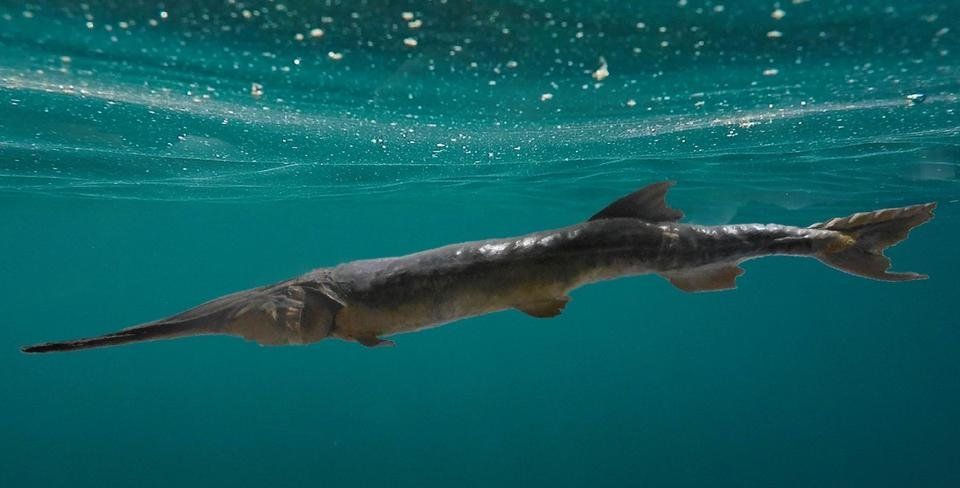 Sad news for nature lovers: we just lost another fish species forever