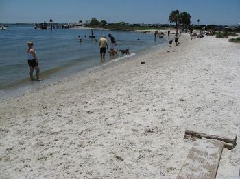 Davis Island dog beach