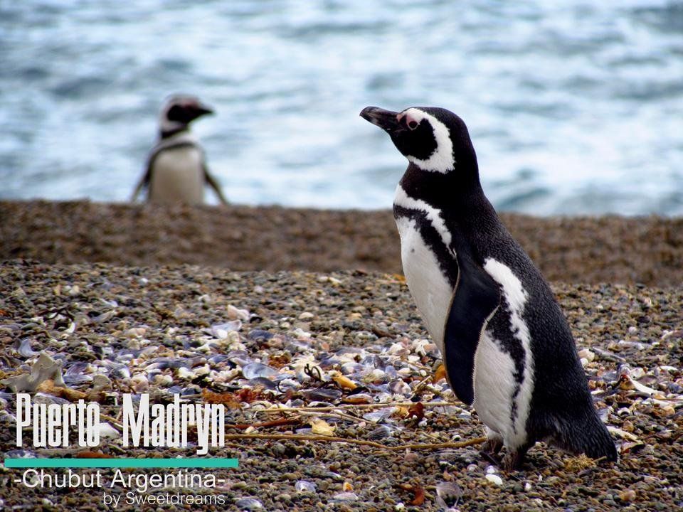 Penguins in Patagonia! - Puerto Madryn, Province of Chubut - Argentina