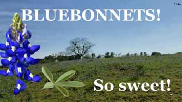 Bluebonnets! So Sweet!