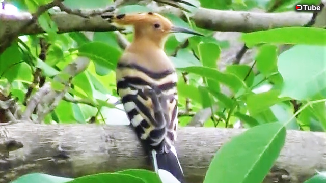 Kennt ihr schon den Wiedehopf? Do you know the hoopoe? [DE/ENG] -Original Travel Video