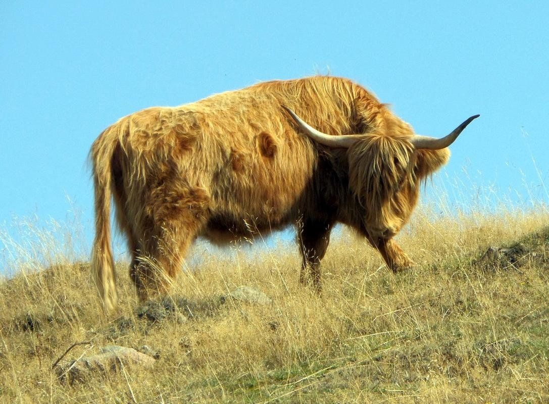 Cattle on the Kulla and Hogs Downtown - Sweden