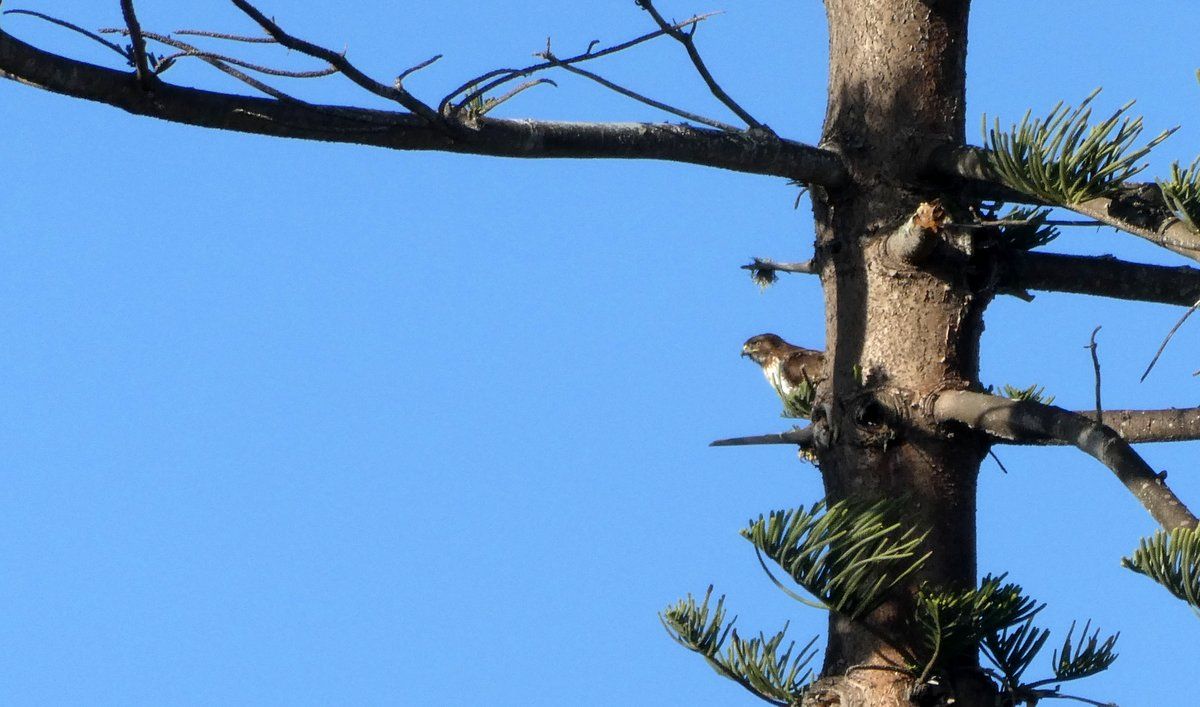 Socal hawk