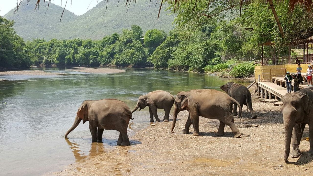 Throwback Thursday's: Elephants World, Kanchanaburi