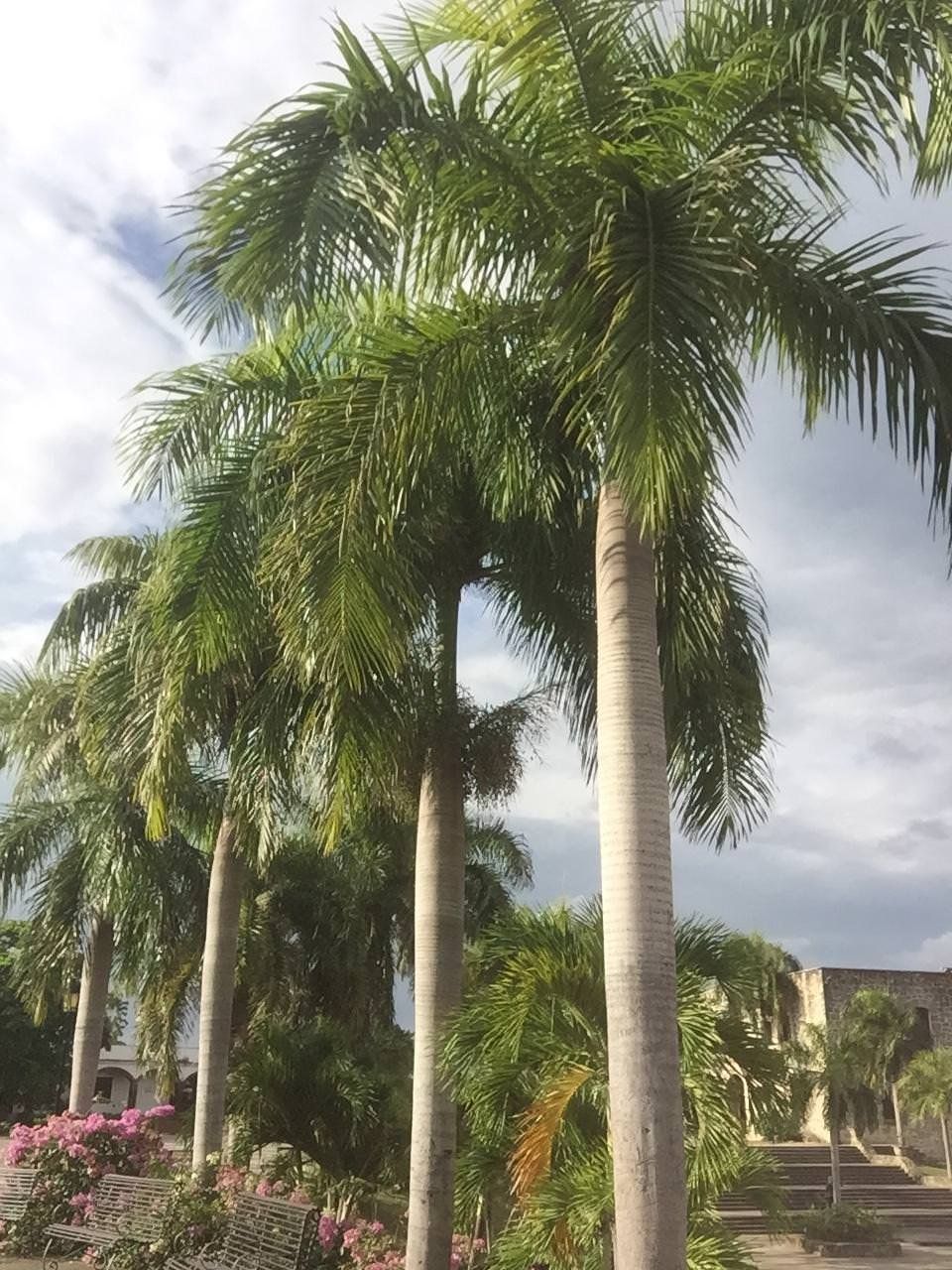 🌴Ohne Moos, nix los! Richtig Auswandern in die Dominikanische Republik 🌴