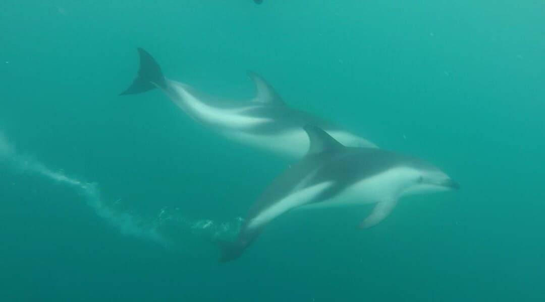 On this pic you can see the speed of the dolphins very well! They were so fast! 