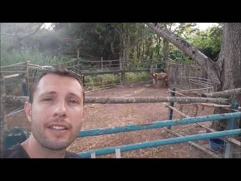 Travel Pro Places of Interest #215: Black Sheep Farm! Hua Hin Thailand (3 min
